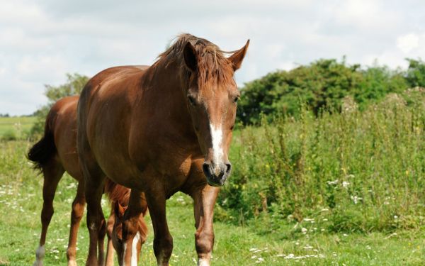 Equine Pasture Mowing